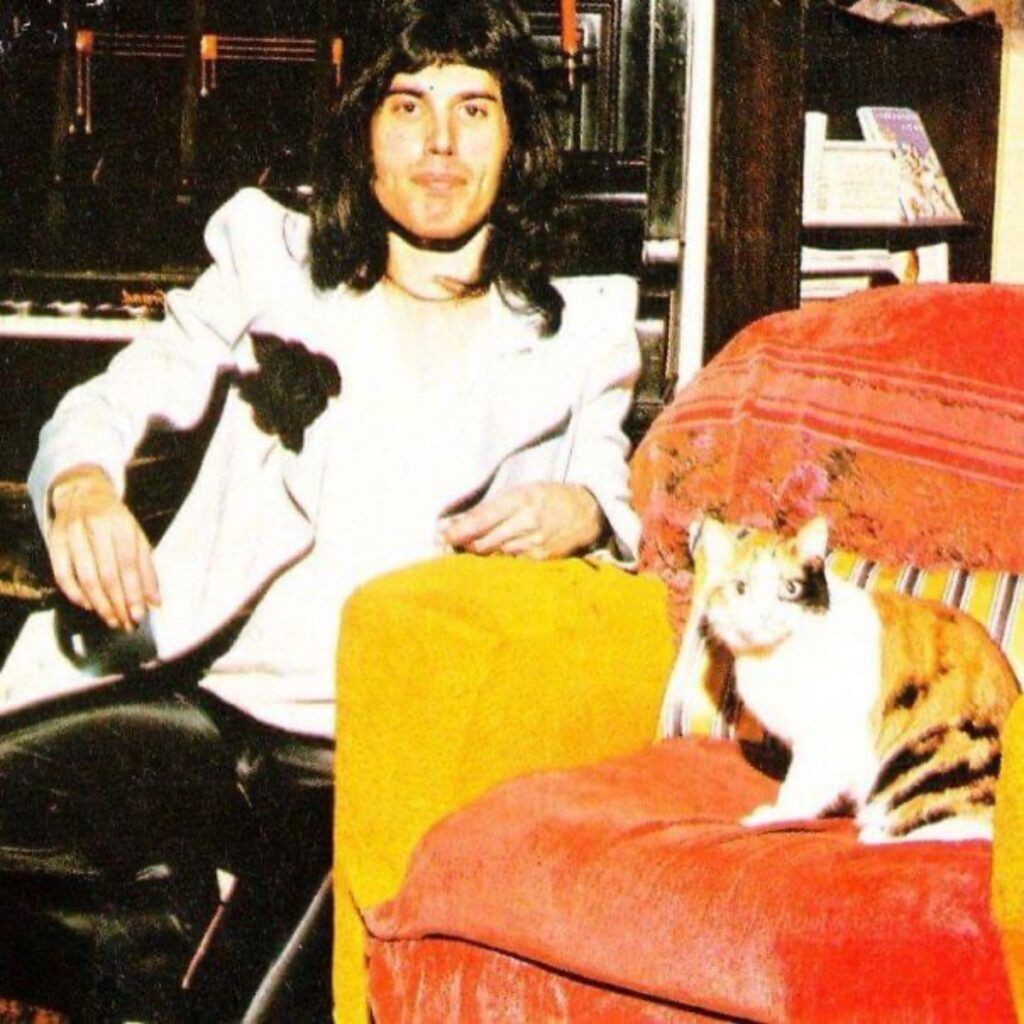 Freddie Mercury gatti