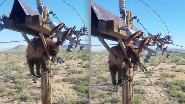 Orso bruno su un palo della corrente