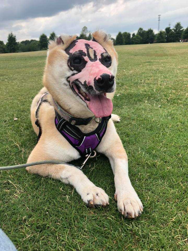 cagnolino taka sfigurato