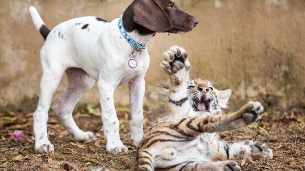 tigrotto e il cane