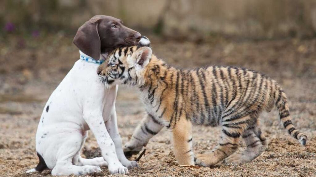 tigrotto e il suo cane