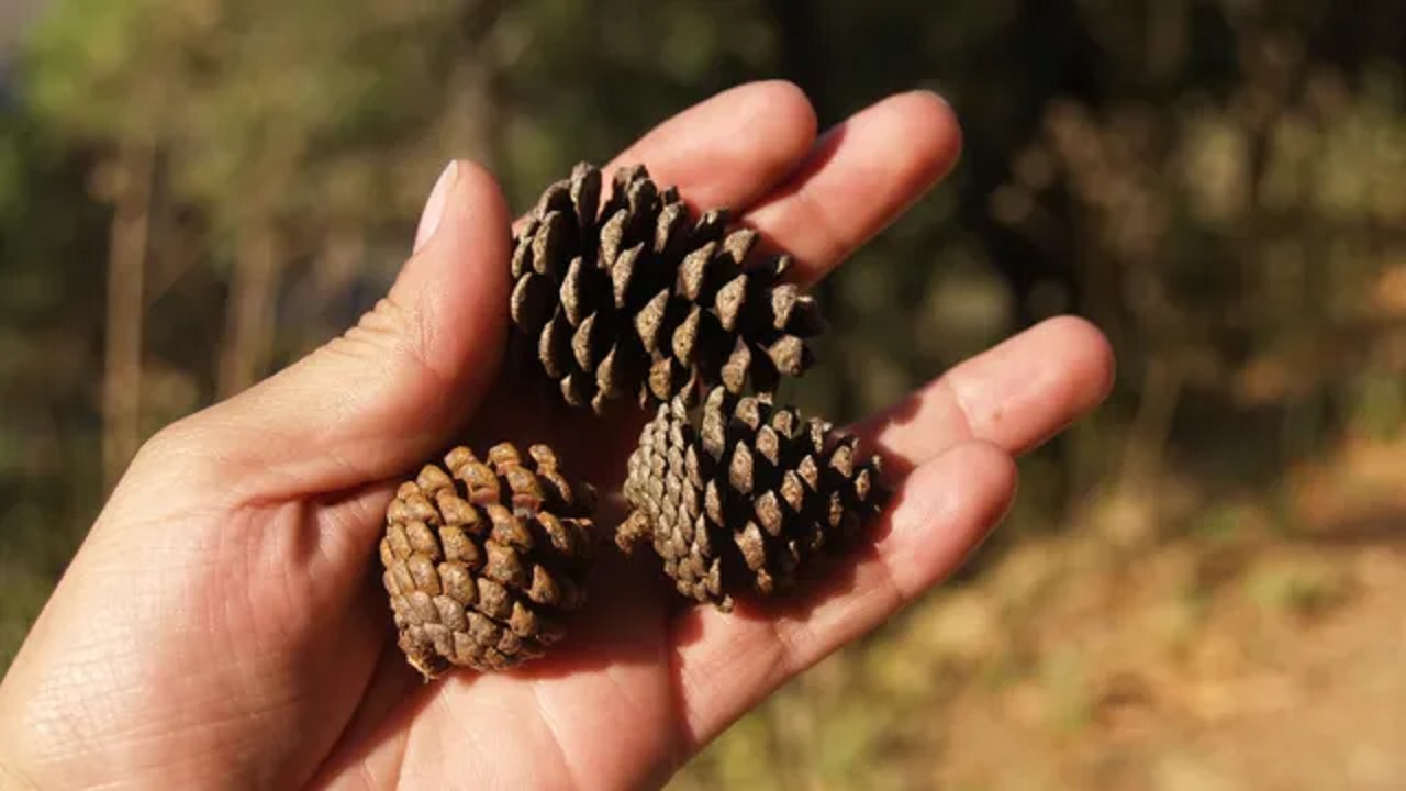 decorazione ananas