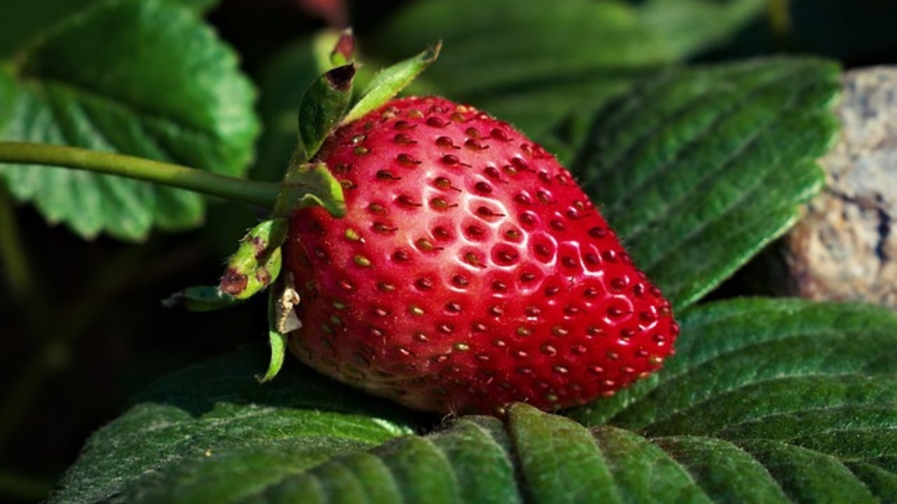 Frutta: Fragole