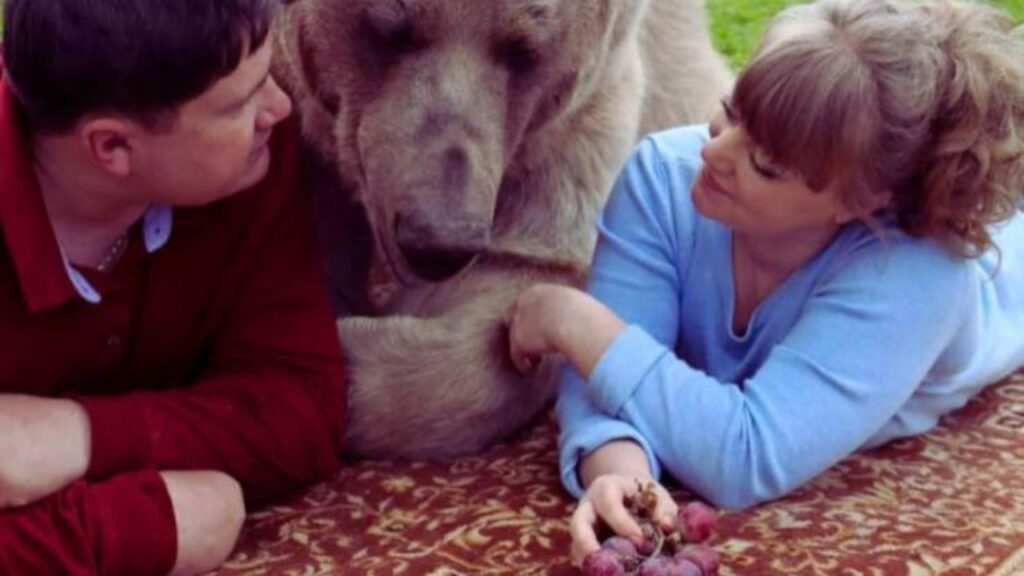 orso animale domestico