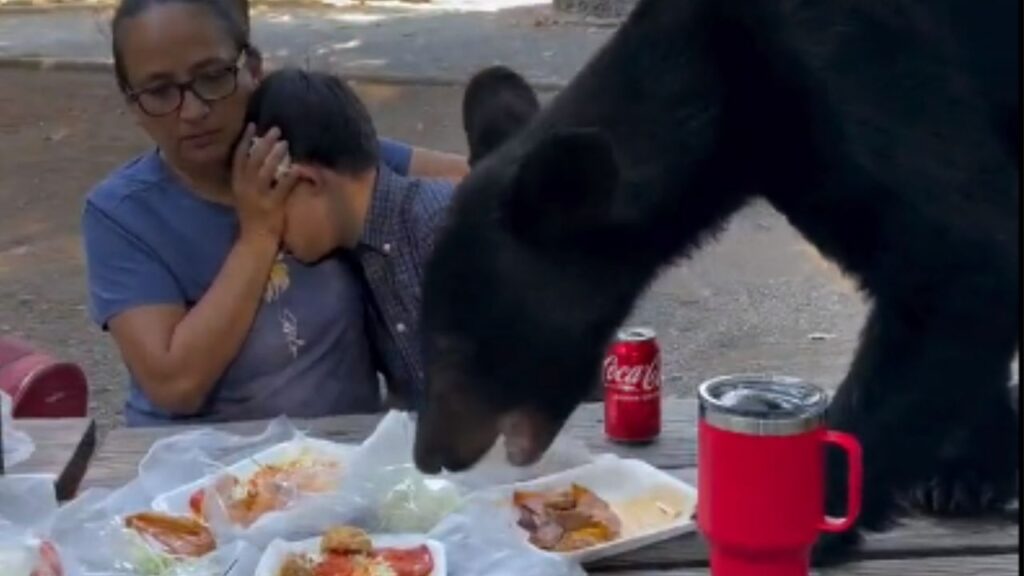 orso interrompe picnic di famiglia