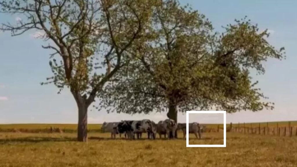 Test visivo: trovate la capra nascosta tra le mucche