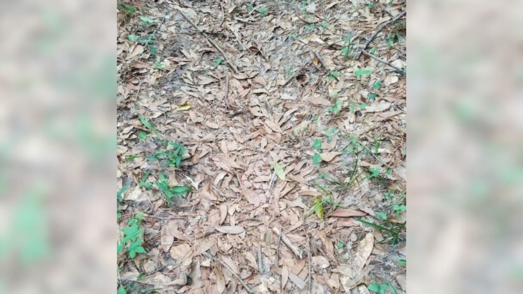 Test visivo: trovate il serpente nascosto tra le foglie